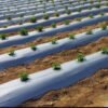 Mulching Film - Image 2
